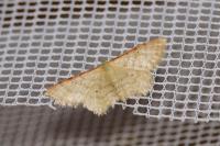 Idaea humiliata