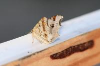 Macaria alternata