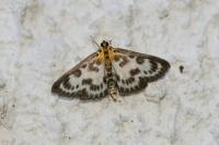 Anania hortulata