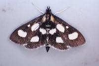 Anania funebris