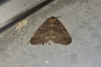Operophtera brumata