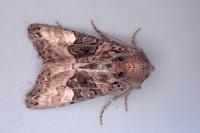 Euplexia lucipara