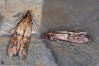 Plodia interpunctella