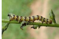 Cucullia lychnitis