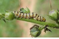 Cucullia lychnitis