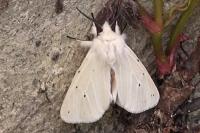 Spilosoma lubricipeda