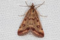 Pyrausta despicata