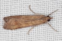 Nomophila noctuella