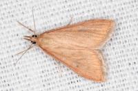 Udea ferrugalis