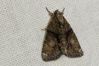 Cryphia
