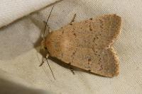 Caradrina aspersa