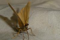 Indalia lutarella