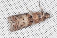 Phycita roborella