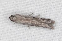 Phycitodes