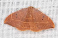 Watsonalla binaria