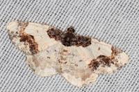 Ligdia adustata