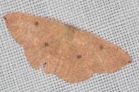 Cyclophora puppillaria