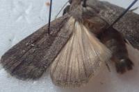 Amphipyra tragopoginis