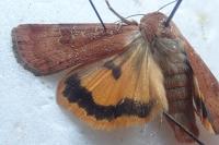 Noctua interposita