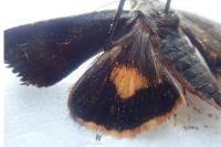 Noctua janthina