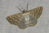 Idaea sericeata