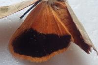 Noctua fimbriata/tirrenica