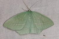 Hemistola chrysoprasaria