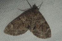 Thera britannica/variata
