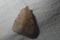 Paidia rica