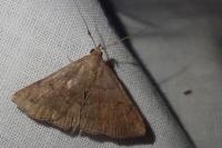 Zanclognatha lunalis