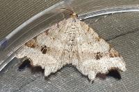 Macaria alternata