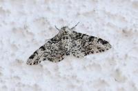 Biston betularia