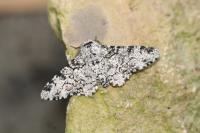 Biston betularia