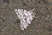 Lymantria monacha