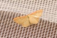 Idaea humiliata