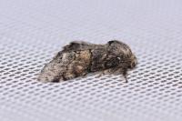 Gluphisia crenata