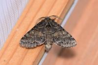 Gluphisia crenata
