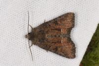 Oligia latruncula
