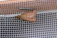 Synaphe punctalis