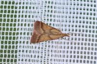 Synaphe punctalis