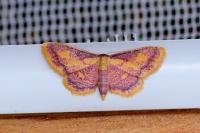 Idaea muricata