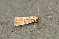 Chrysocrambus linetella