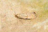 Chrysocrambus linetella