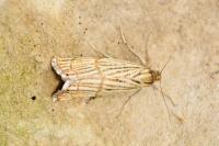 Chrysocrambus linetella