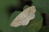 Cyclophora punctaria