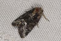 Oligia strigilis