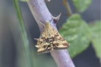 Pyrausta despicata
