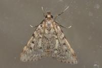 Aglossa pinguinalis