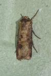 Agrotis clavis clavis
