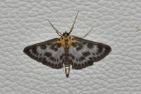 Anania hortulata